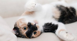 Quanto custa castrar um gato? Quanto custa castrar um gato?