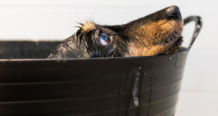 Banho para cão de porte grande tem preços de R$ 70 até R$ 150 em